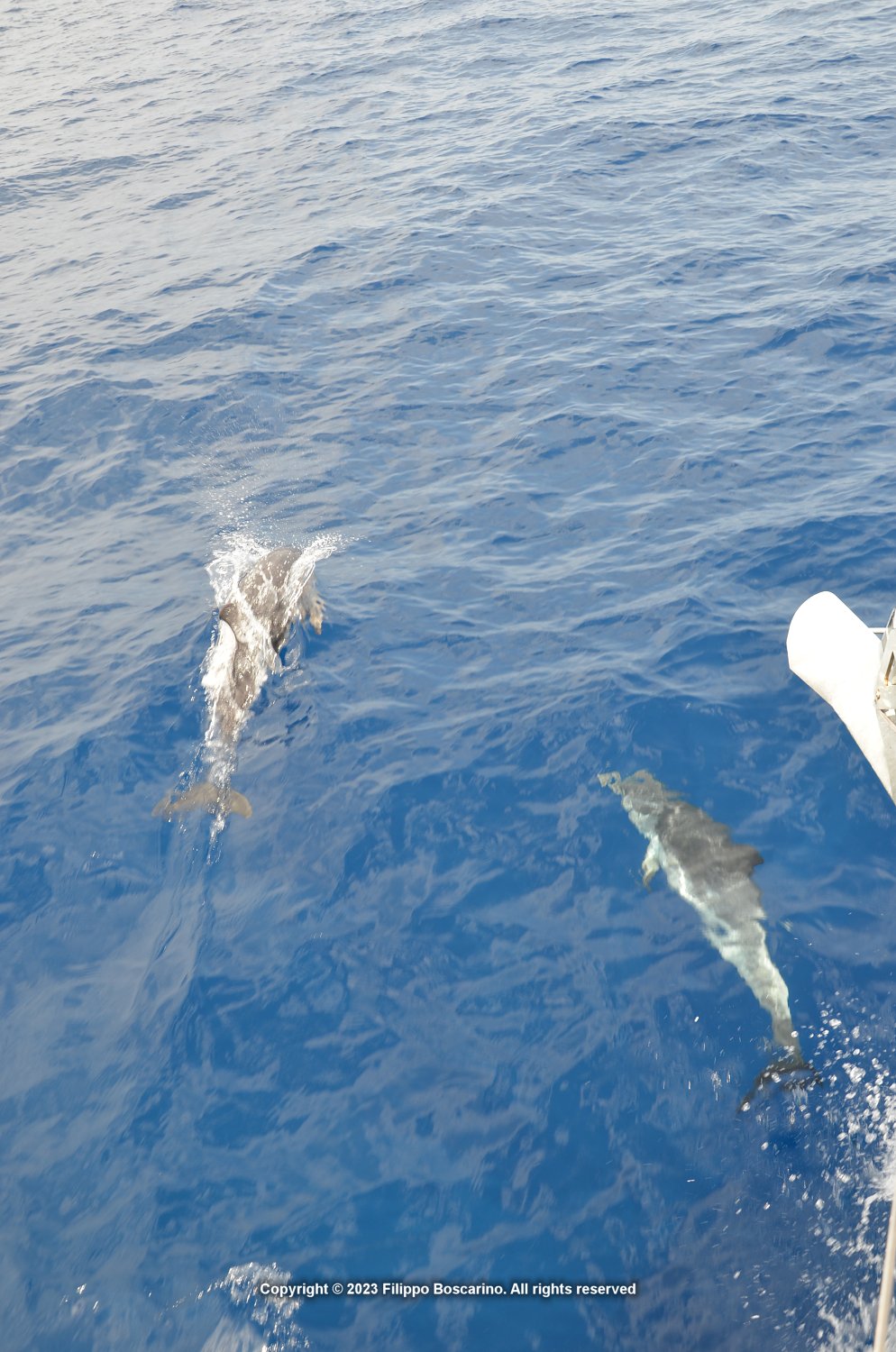 giglio-elba-delfini-3-