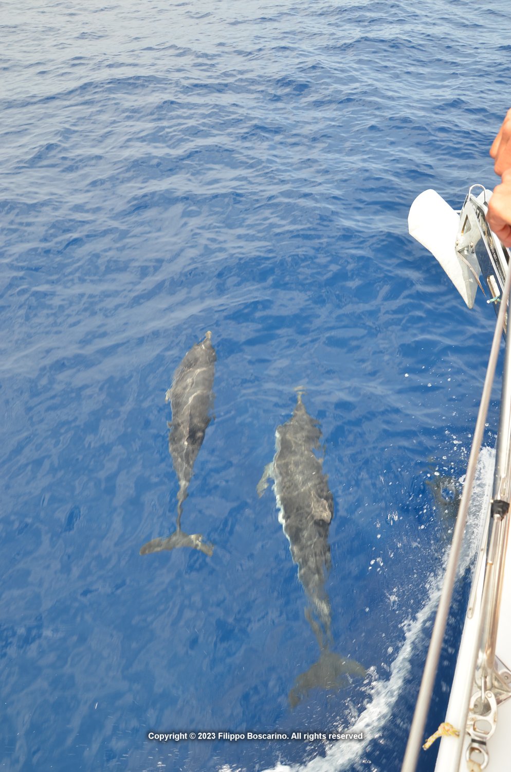 giglio-elba-delfini-1-