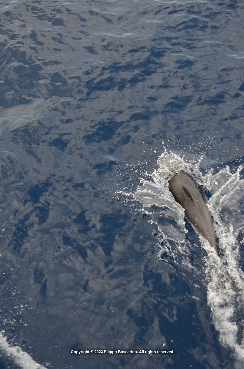 giglio-elba-delfini-6-